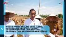 Tinjau Panen Jagung di Boalemo, Presiden Dorong Peningkatan Produksi dan Kesejahteraan Petani