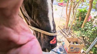 Cavalo é resgatado em situação de maus-tratos na Ceilândia