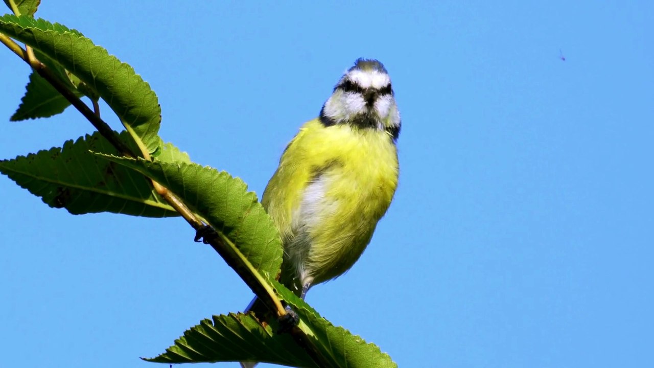 BRILLIANT Blue Tits Up Close and Personal - Stunning HD Footage (Cyanistes caeruleus)