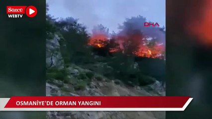 Osmaniye'de orman yangını