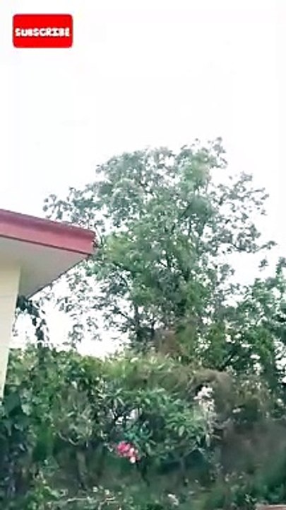 Dehradun ka awesome mausam #dehradun #mausam #baarish #barsaat #rain #raining #rainy #monsoon #saawan #awesome #awesomemausam #mastmausam