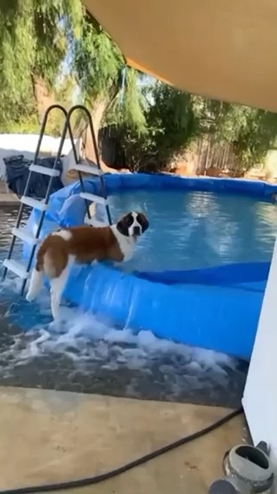 The funniest dog compilation 