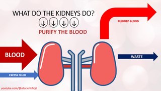 What do the kidneys do? Purify the blood