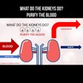 What do the kidneys do? Purify the blood