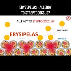 Erysipelas - allergy to streptococcus?