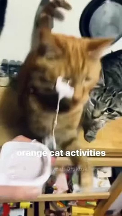Funny cat compilation 