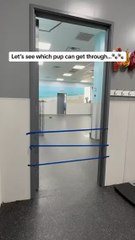 Let's see which pup can get through 