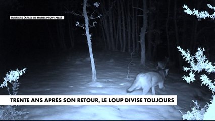 Trente ans après son retour, le loup divise toujours