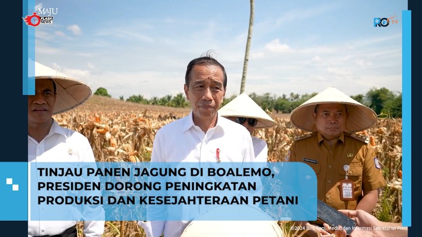 Tinjau Panen Jagung di Boalemo, Presiden Dorong Peningkatan Produksi dan Kesejahteraan Petani