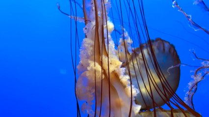 Sea nettle at Monterey Aquarium