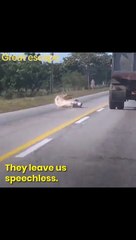 Pig Jumped on the Truck wants to Escaped