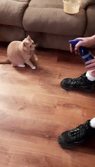 Cat Drinks Water from Spray Bottle(480P)