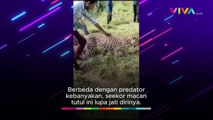Tak Menerkam! Macan Tutul Lupa Jati Diri Saat Diarak Warga