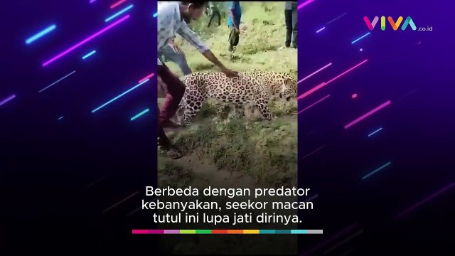 Tak Menerkam! Macan Tutul Lupa Jati Diri Saat Diarak Warga