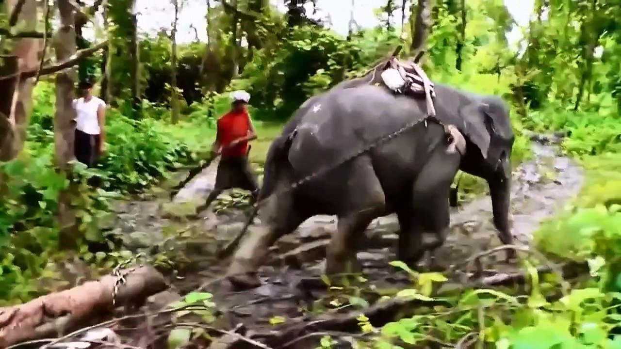 Amis des animaux sauvages _ leur quotidien hors du commun