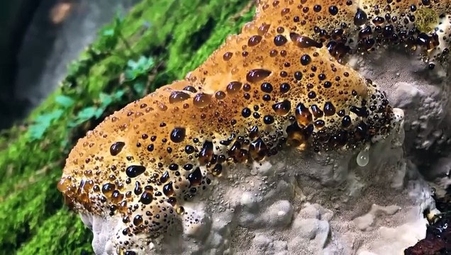 Insecte aquatique dangereux que vous ne devriez jamais, jamais toucher ! Fuyez s