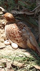Jungli teetar laying eggs