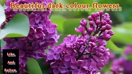 Dark colours flowers | flower for life | image collection