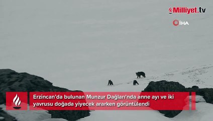 Anne ayı ve yavrularının karlı arazide gezintisi böyle görüntülendi