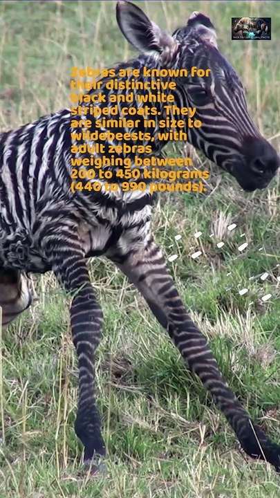 Wildebeest VS Zebra