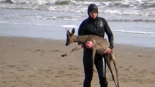 Paddleboarder saves deer from drowning in sea
