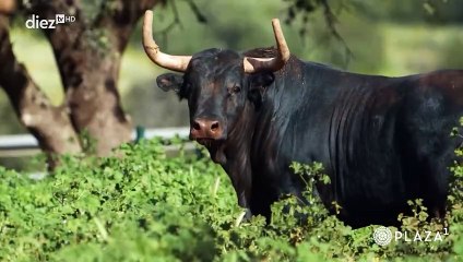 Tendido Diez | 14x64 | 26-04-2024