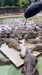 Élevage Éthique de Crocodiles : Un Engagement Responsable 🐊