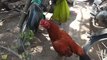 Lalukhet biggest birds Market latest update of Aseel Hen And Rooster chicks price
