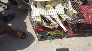 Birds Market lalukhet latest update