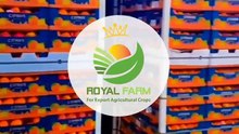 Beyond Royal Farm - High-Quality Harvest Technology 