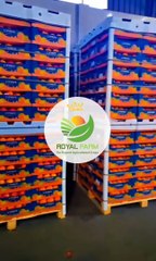 Beyond Royal Farm - High-Quality Harvest Technology 