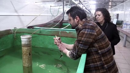 Mersin balığı için uluslararası iş birliği