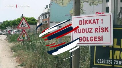 Depremden sonra şimdi kuduz alarmı! 2 mahalle karantinada