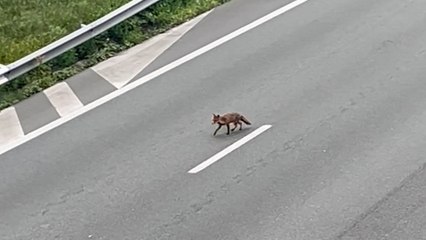 Descargar video: A13 : une famille de renard aperçue sur la portion d'autoroute fermée