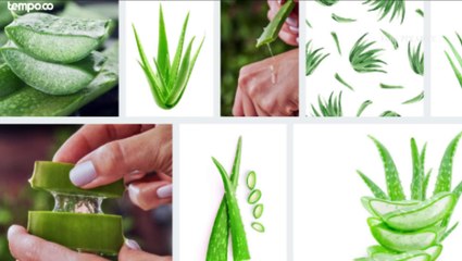 Tiga Cara Menggunakan Lidah Buaya untuk Perawatan Wajah