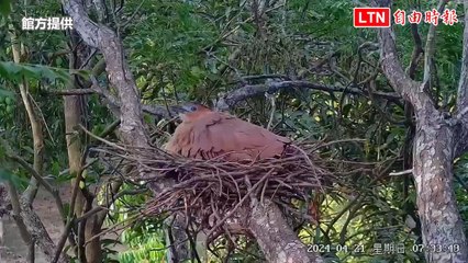 台南水道黑冠麻鷺勇敢守護巢穴，抵抗松鼠搶蛋📹