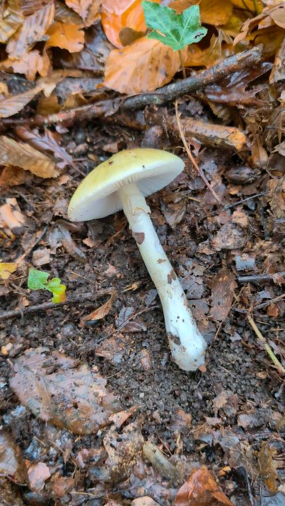 la terrible Amanite phalloïde ☠️