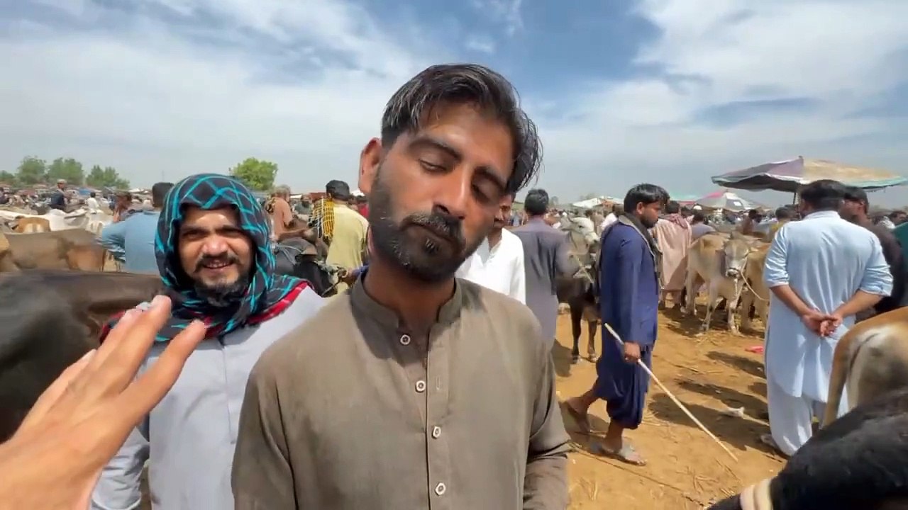 SINDH Cow Mandi 2024 | Cheapest Rate In Pakistan