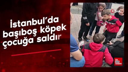 Kağıthane’de mezarlıkta başıboş bir köpek 12 yaşındaki çocuğu ısırdı
