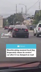 Скачать видео: Fa scendere il cane dall'auto in mezzo alla strada e riparte