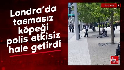 Londra'da tasmasız köpeği polis etkisiz hale getirdi