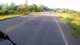 Un motard croise la route d'une biche... douloureux