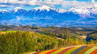 On découvre les Champs fleuris D'Hokkaido dans notre Tour du Japon et de ses paysages:) (Exclusivité Dailymotion)