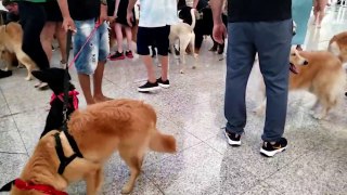 Após morte do cão Joca em avião da Gol, grupo Golden Retriever Paraná faz manifestação no Aeroporto