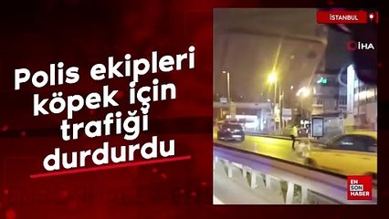 Download Video: Polis ekipleri yolun karşısına geçmeye çalışan köpek için trafiği durdurdu