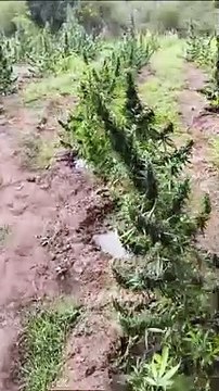 VÍDEO: PM erradica 10.000 pés de maconha em Monte Santo