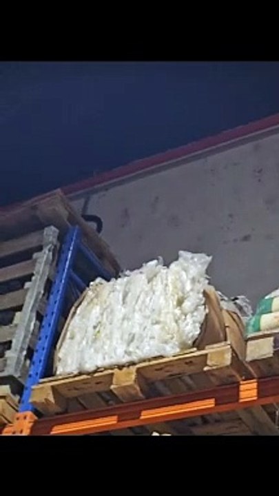 SC: polícia captura macaco que invadiu supermercado e bebeu cerveja