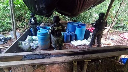 Fuerzas Armadas de Honduras aseguran plantación de coca en Colón