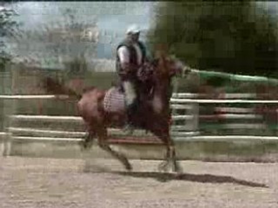 Dressage Nifty
