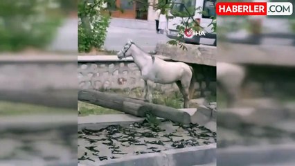 Otomobile çarpan at hiç bir şey olmamış gibi ot yemeye devam etti